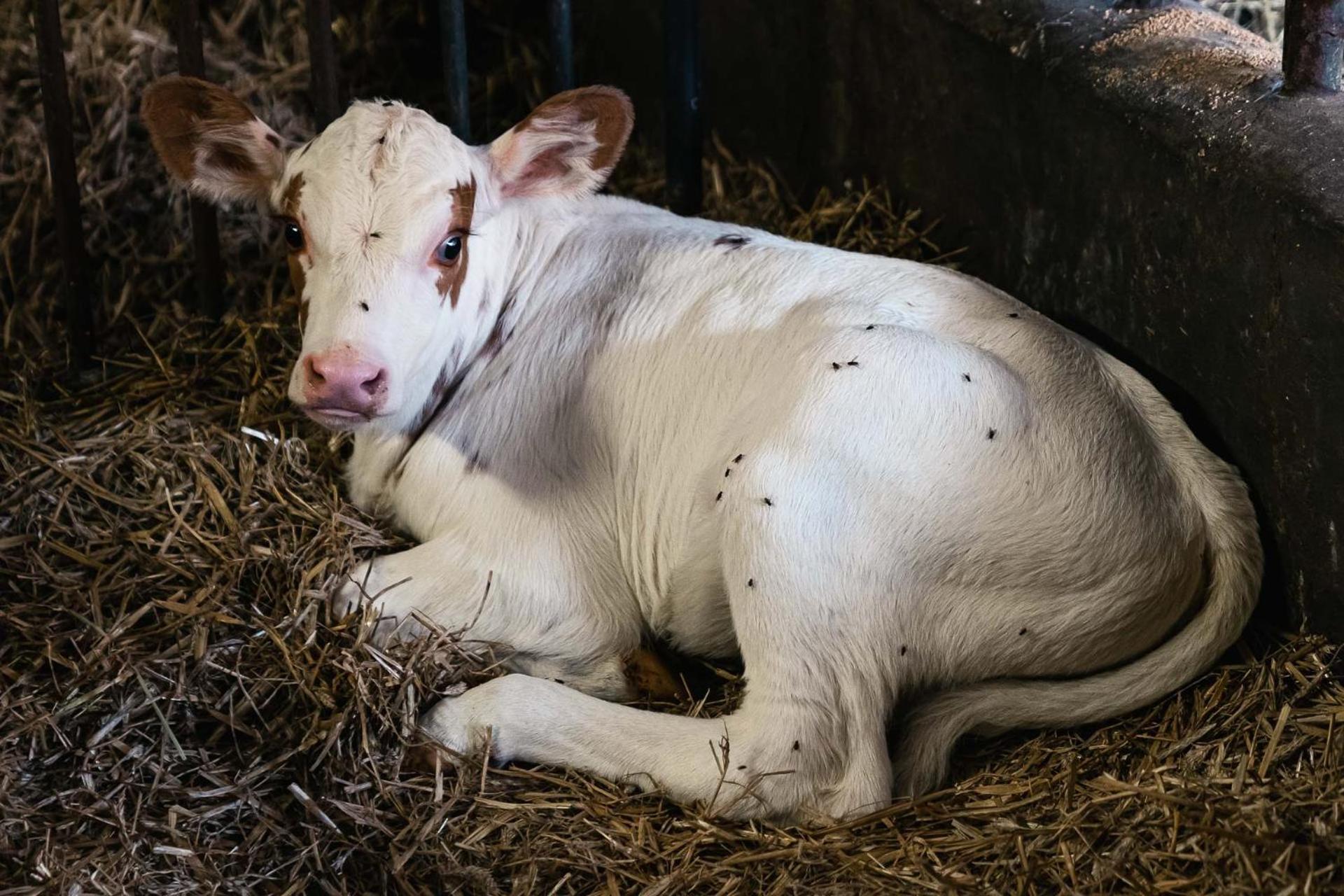 Ferienwohnung Grubinger Unterach am Attersee Exteriör bild