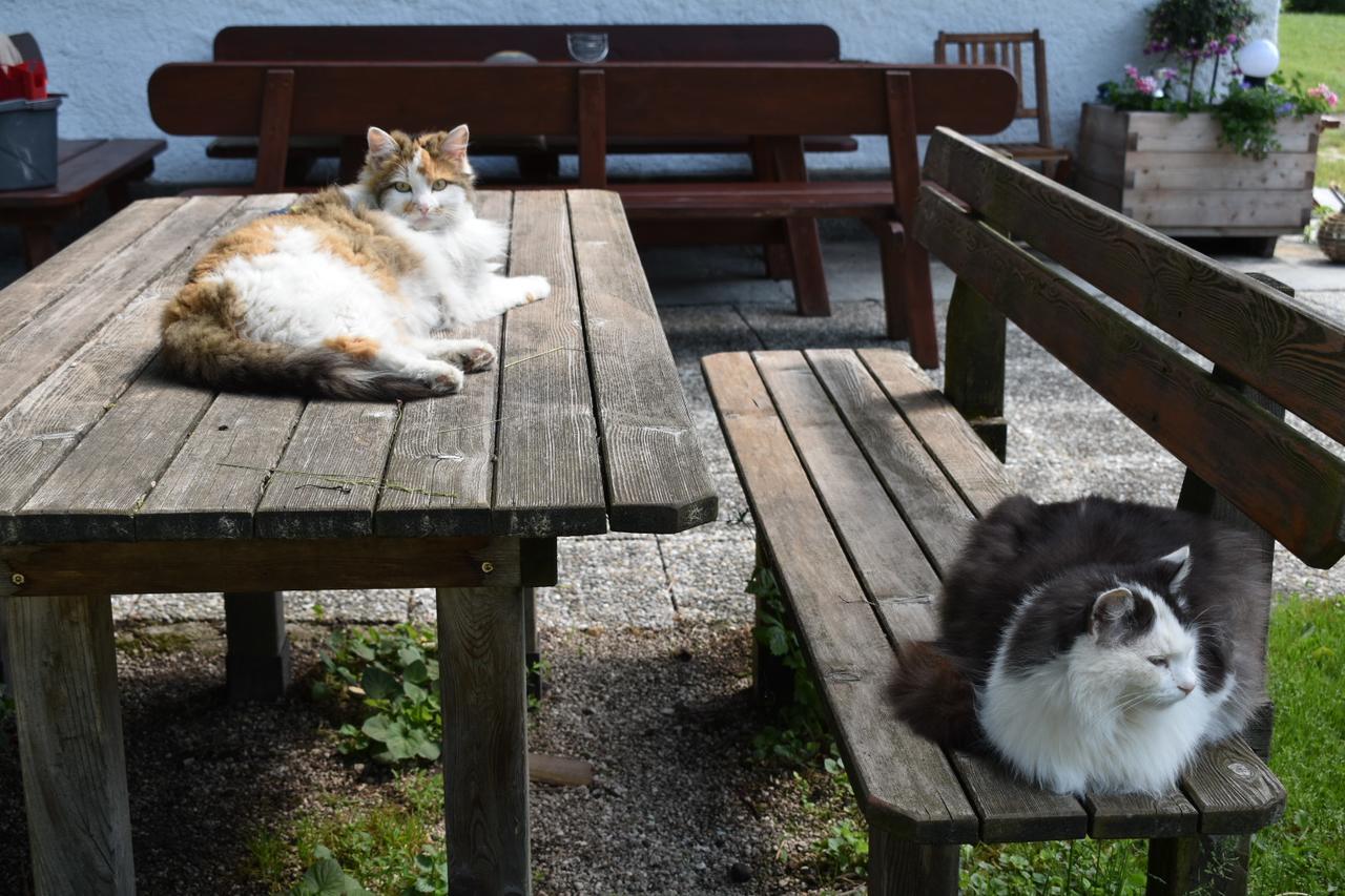Ferienwohnung Grubinger Unterach am Attersee Exteriör bild
