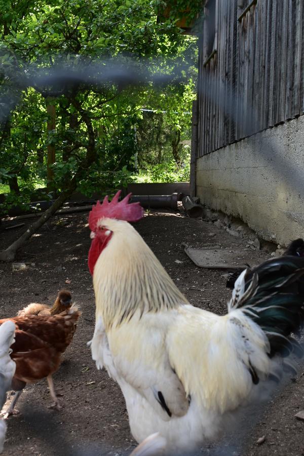 Ferienwohnung Grubinger Unterach am Attersee Exteriör bild