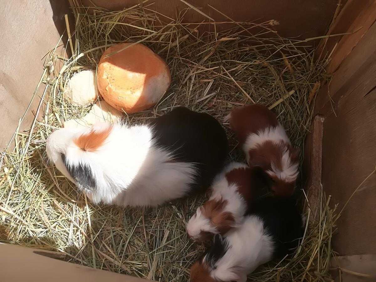 Ferienwohnung Grubinger Unterach am Attersee Exteriör bild